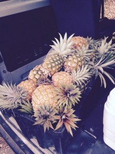 11667263_10153384562044831_5071464995829314731_n